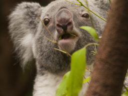 Koalabär